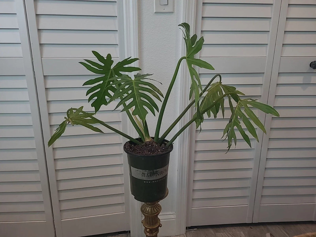 XL Mature Philodendron Radiatum Plant 6.5" Pot - Easy Care Tropical Houseplant, Philodendron radiatum, Indoor Decor