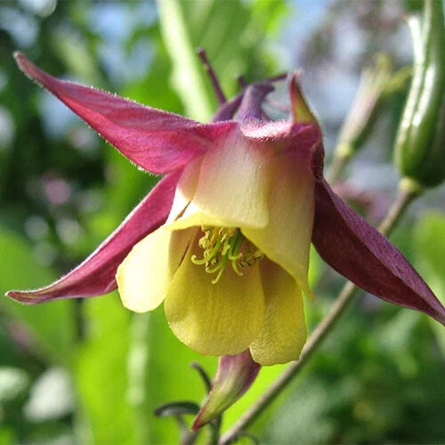 Oriental Columbine Seeds | 50-1,000 Non-GMO | Aquilegia japonica | Attracts Pollinators | Ideal for Borders & Containers