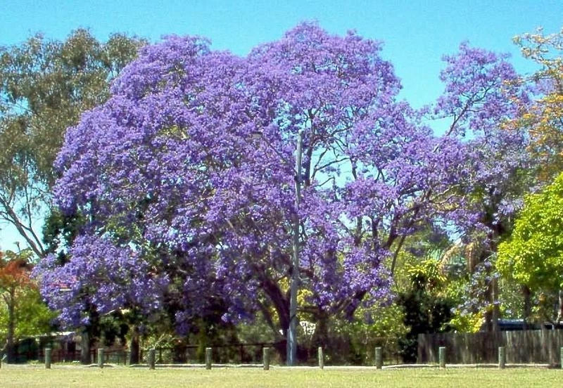 50 Seeds Jacaranda Mimosifolia Tree - Blue Flowering - Fast-Growing Shade Tree - Ideal for Gardens & Streetscapes