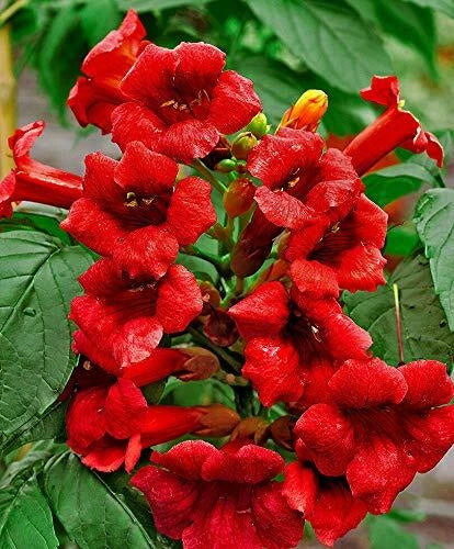 Hummingbird Trumpet Vine Seeds - Dark Red - 20 Seeds - Campsis radicans - Hardy Climbing Vine for Pollinator Gardens