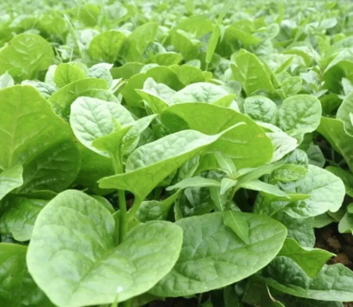 Malabar Spinach Seeds - 50 Pack - Thick Leaves - Basella Alba - Climbing Vegetable for Warm Climates