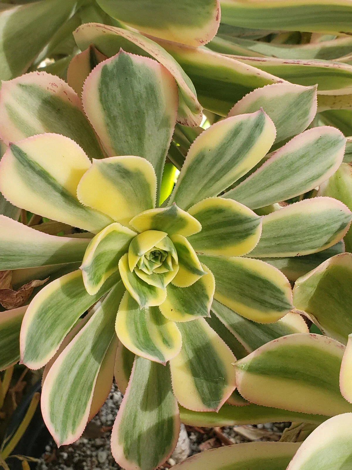 Aeonium Sunburst Plant - 4" Potted Succulent - Variegated Green & Yellow Leaves - Aeonium 'Sunburst' - Indoor/Outdoor Decor