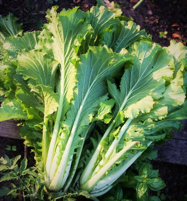 Michihili Chinese Cabbage Seeds - 1000+ Count - Brassica rapa - Non-GMO for Garden Planting, Ideal for Salads and Asian Dishes