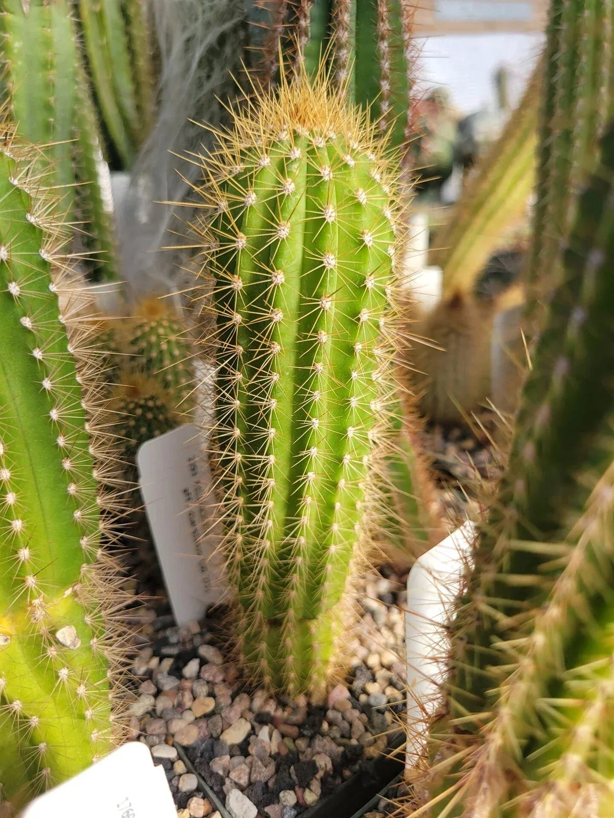 Pilosocereus aff. diersianus Cactus - 12" Blue Torch Succulent - Unique Columnar Variety - GO 271
