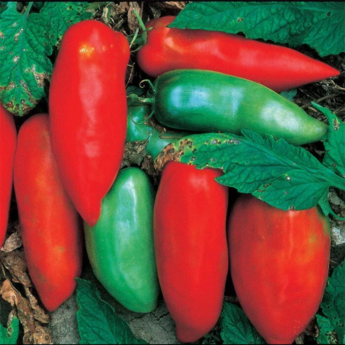 Sausage Tomato Seeds - Heirloom 25 Pack - Lycopersicon esculentum - Non-GMO, Meaty Flavor for Sauces & Salads
