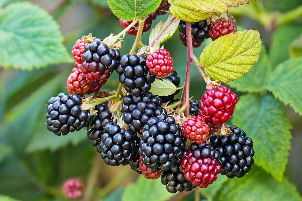 Southern Wild Blackberry Bush Live Starter Plants 3-Pack, Bare Root, Rubus trivialis, Sweet Juicy Berries, Easy Care