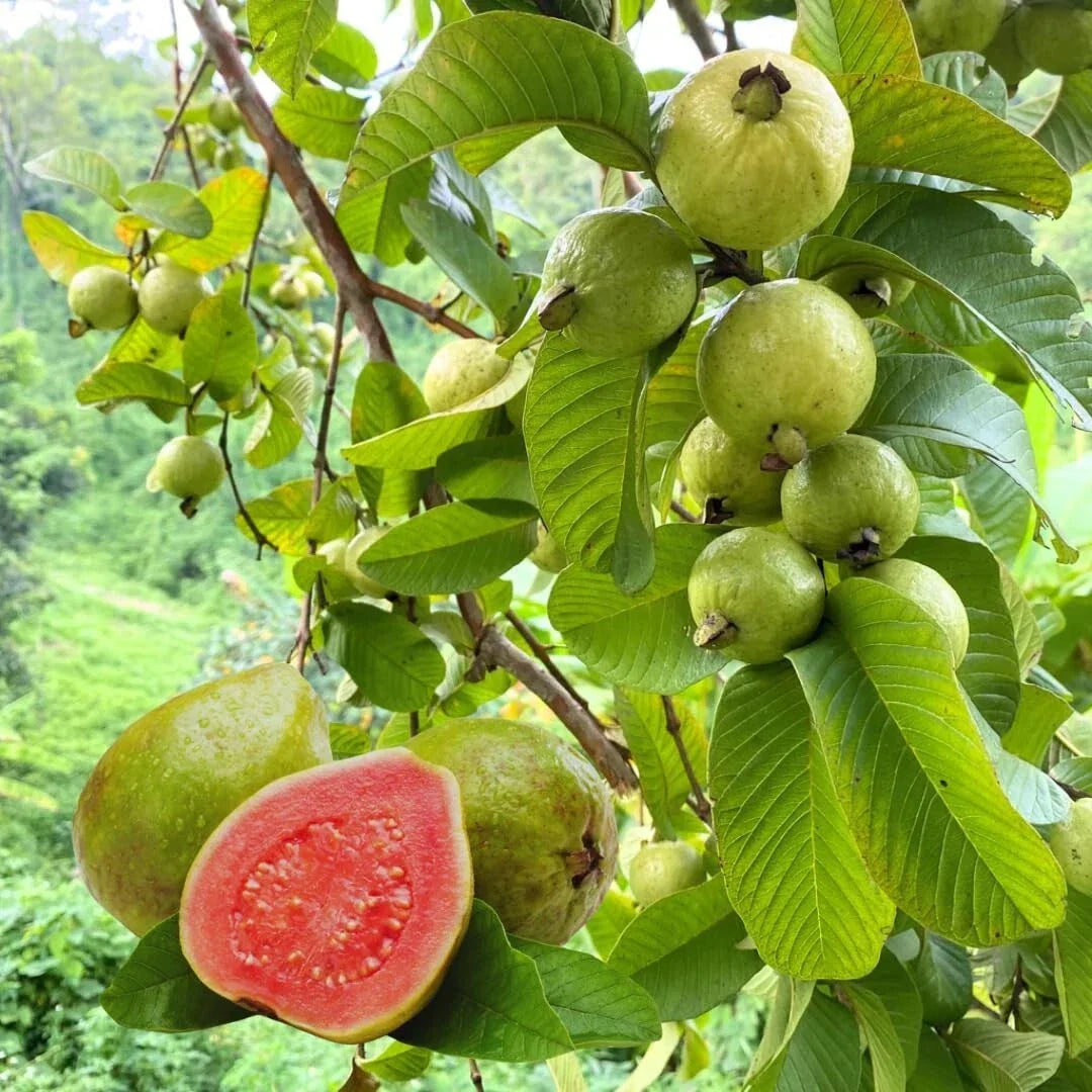 Pink Guava Tree Starter Plant 4" - Rare Fruit - Psidium guajava - Live Plant for Garden or Patio - Tropical Variety