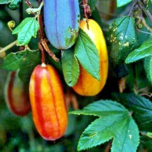 Banana Passionfruit Seeds - 10 Pack - Fast Flowering Vine - Passiflora Mollissima - Edible Tropical Fruit Garden Plant