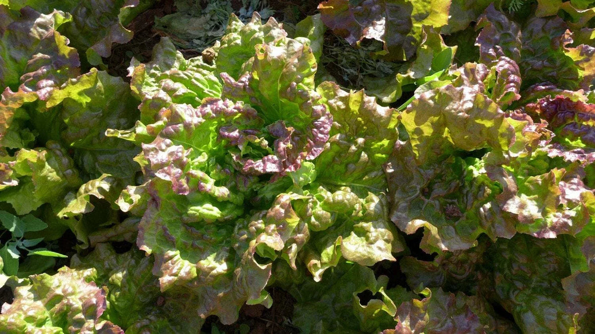 Prizehead Leaf Lettuce Seeds - NON-GMO Heirloom Variety - Lactuca sativa - Fast-Growing, Colorful Greens for Home Gardens
