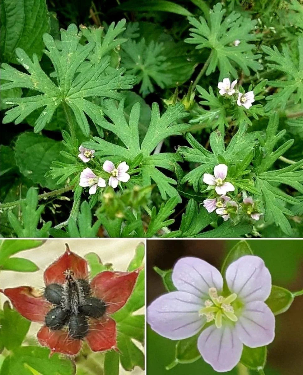 Carolina Geranium Seeds - 30+ Seeds - Geranium carolinianum - Pink Flowering Herb for Gardens
