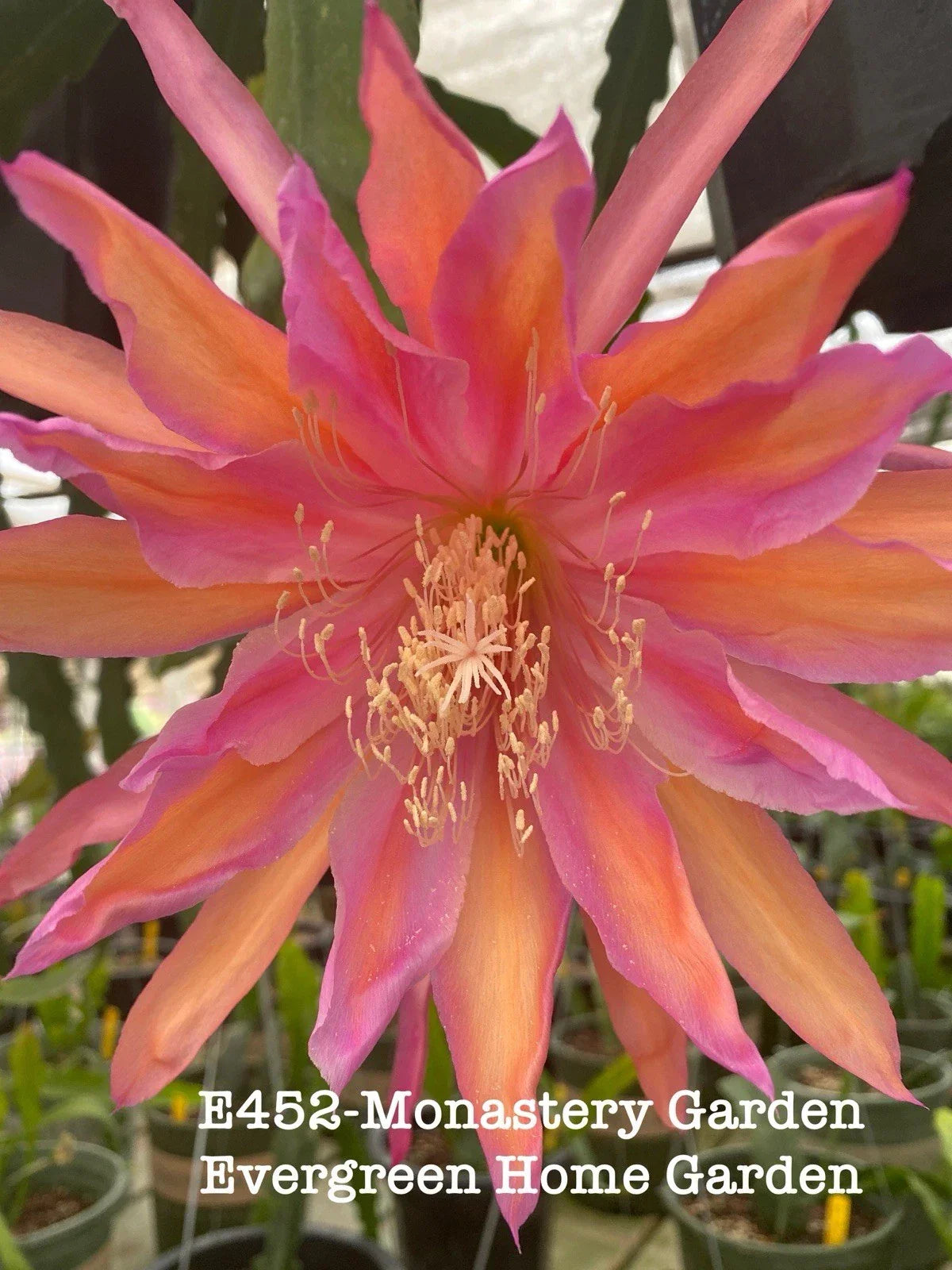 Rooted Epiphyllum Orchid Cactus 4” Starter Pot “Monastery Garden” - Tropical Houseplant for Indoor Decor, Epiphyllum spp.