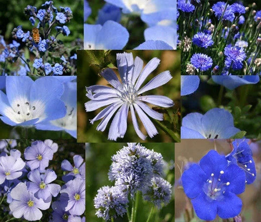 Wildflower Seeds 1 Oz Bulk Blue Mix - Non-GMO Native Flora for Gardens & Pollinator Habitats - Various Species