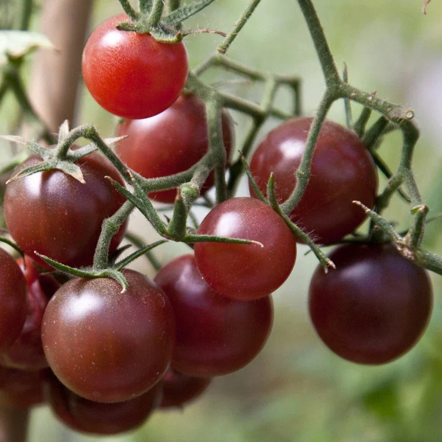 Chocolate Cherry Tomato Seeds - Fancy Variety - Solanum lycopersicum - Rich Tangy Flavor - Non-GMO - Ideal for Containers