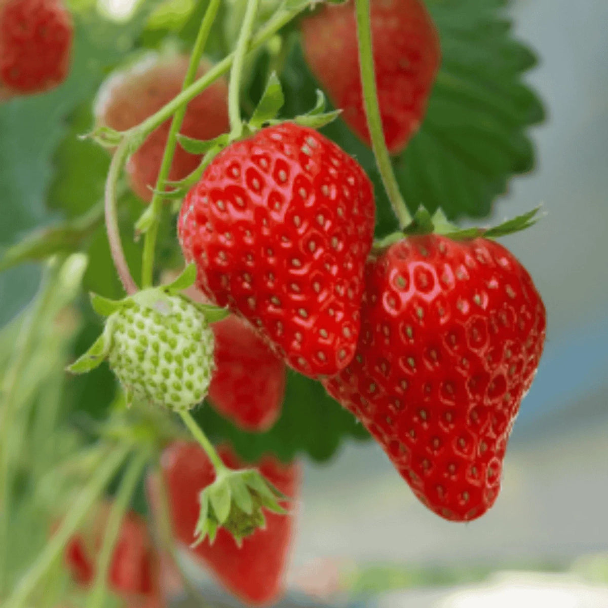 Earliglow Strawberry Roots - Bare Root Plants | June-Bearing Variety | Fragaria x ananassa | Sweet, Flavorful Strawberries