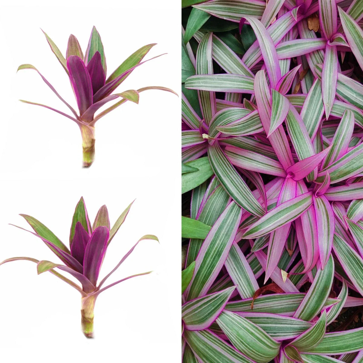 Live Cuttings - 2 Purple Tradescantia Spathacea - Oyster Plant, Moses Cradle - Tropical Houseplant for Indoor Gardening