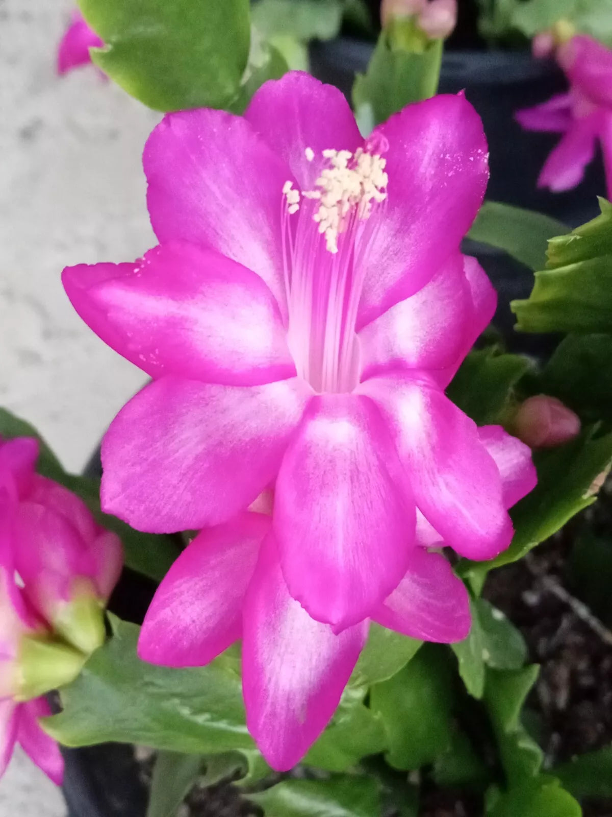 Thanksgiving Holiday Cactus 5 Pack Magenta Schlumbergera Zygocactus Indoor Plant Cuttings Ready to Grow