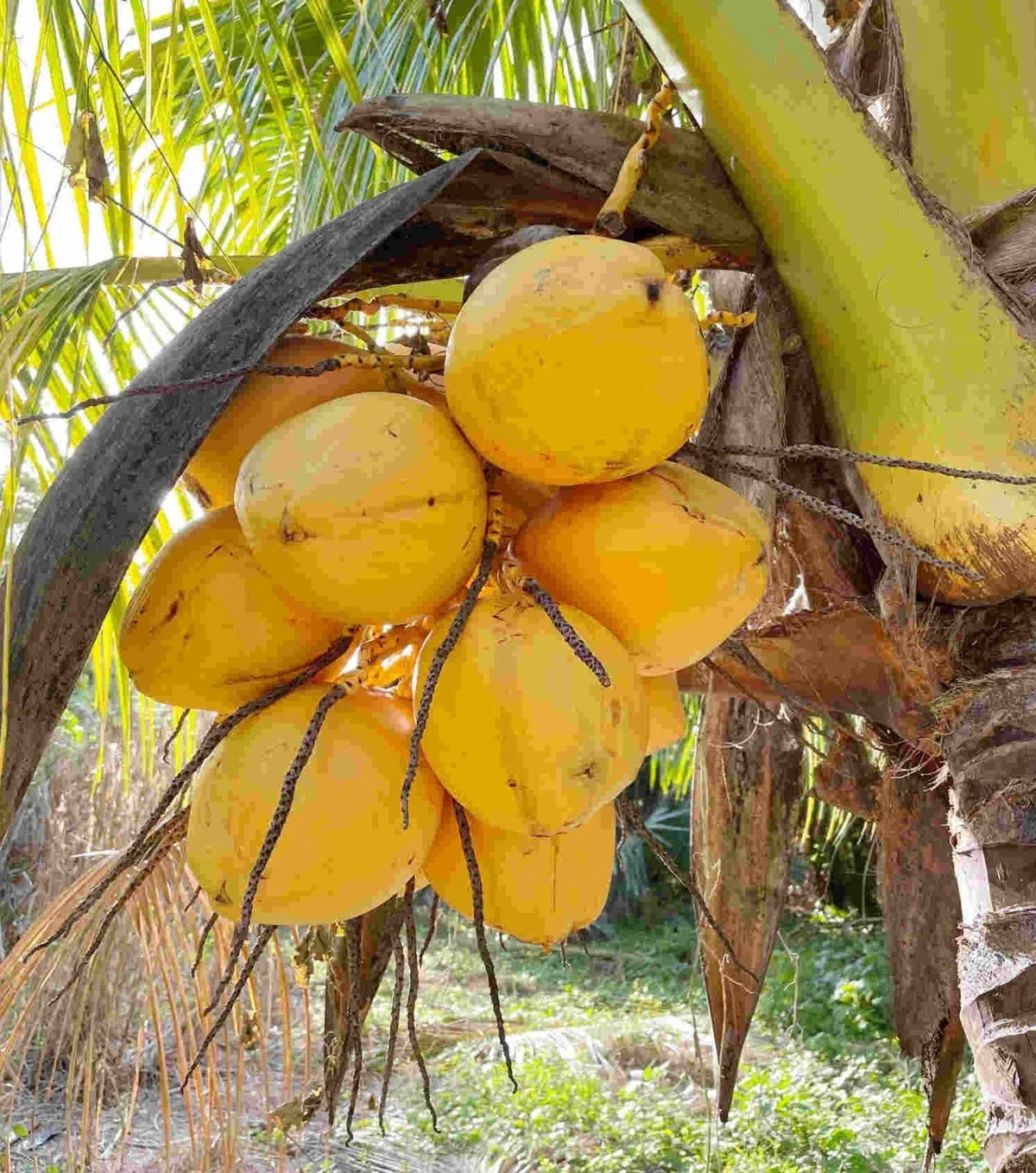 Set of 3 Sprouted Yellow Dwarf Coconut Trees 6-8" - Cocos nucifera 'Dwarf Yellow' - Rare Live Plant from Costa Rica