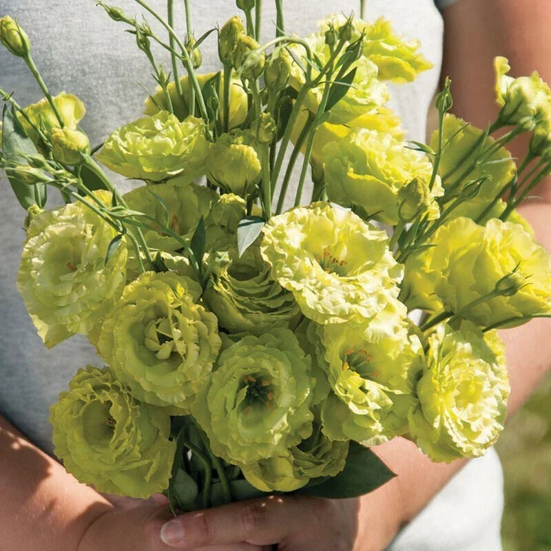 Lisianthus Plug Plant - Green Starter for Cut Flower Gardens - Eustoma grandiflorum - Well-Rooted, Easy Care, Rose-Like Blooms