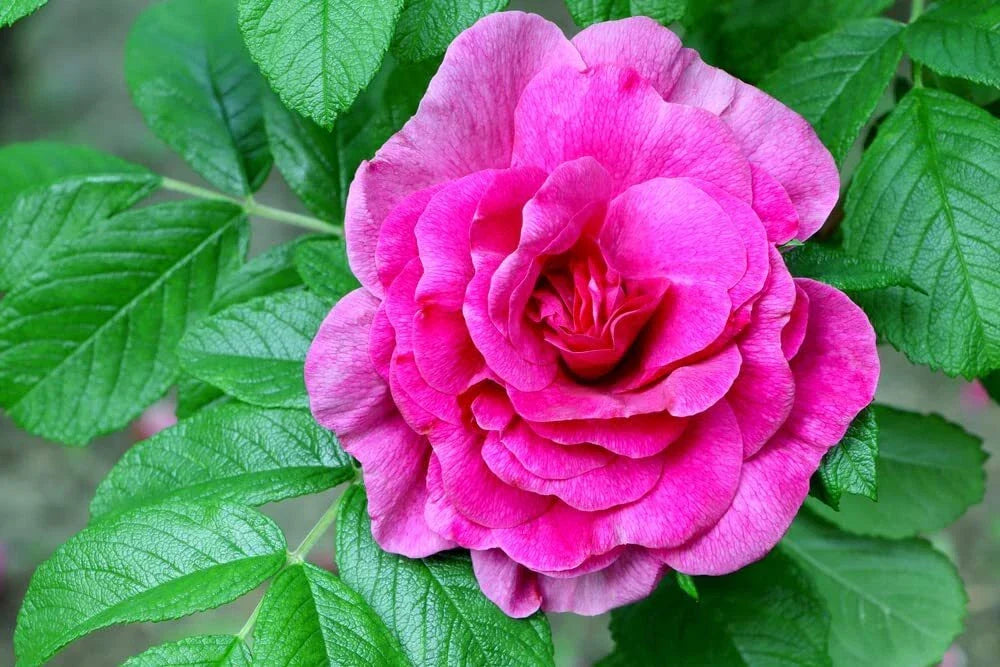 Rugosa Rose Bush Seeds (50 Seeds) - Red Variety, Rosa Rugosa Rubra, Hardy & Fragrant, Ideal for Gardens