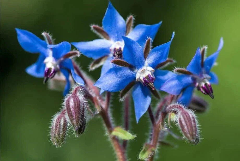 Borage Seeds - 50+ Pack - Non-GMO Starflower Herb - Borago officinalis - Pest Repellent Garden Planting - USA Sourced