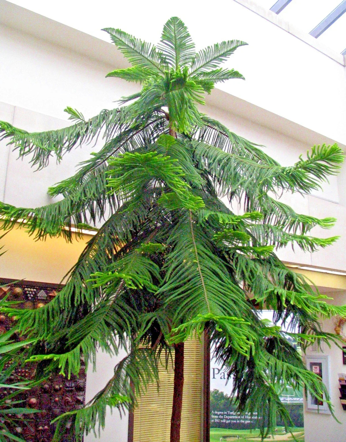 Norfolk Island Pine Seeds, Indoor Christmas Tree, Araucaria excelsa, Easy to Grow Houseplant, Perfect for Small Spaces