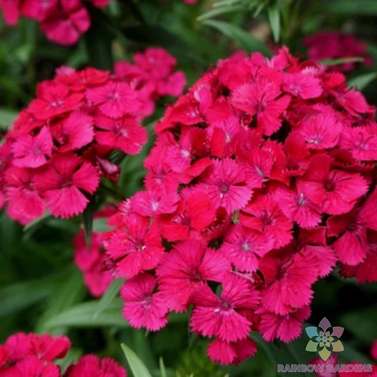 Jolt Cherry Carnation Seeds - 200+ Premium Seeds - Dianthus caryophyllus - Vibrant Cherry Red Flowers for Garden Planting