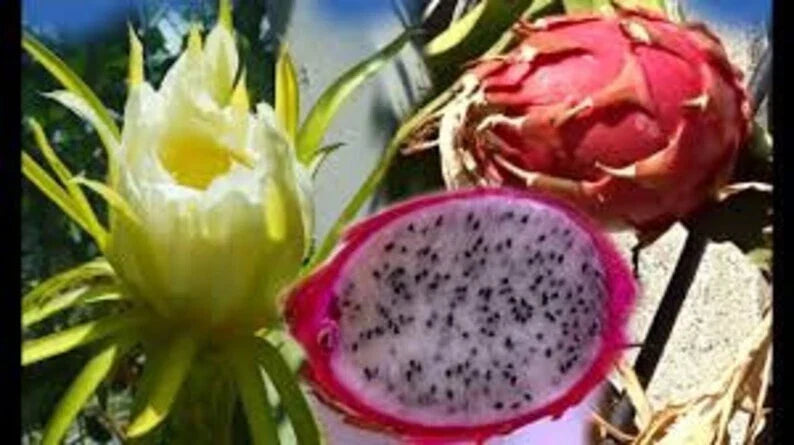 Pink Dragon Fruit Seeds - 200 Count, Hylocereus undatus, Non-GMO, USA Grown, Ideal for Home Gardens and Containers