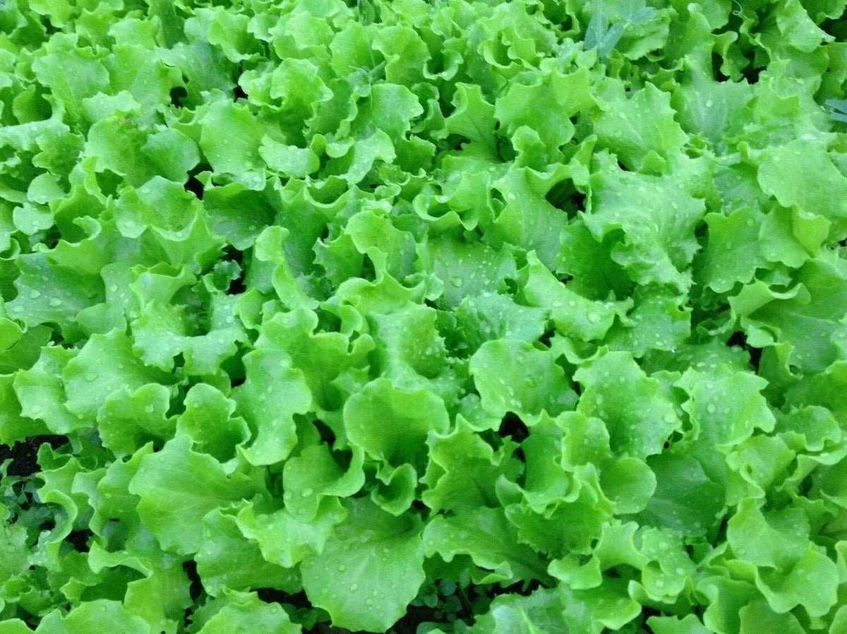 Grand Rapids Lettuce Seeds - 1000+ High-Yield Leafy Greens - Lactuca sativa - Fast-Growing Salad Vegetables for Garden