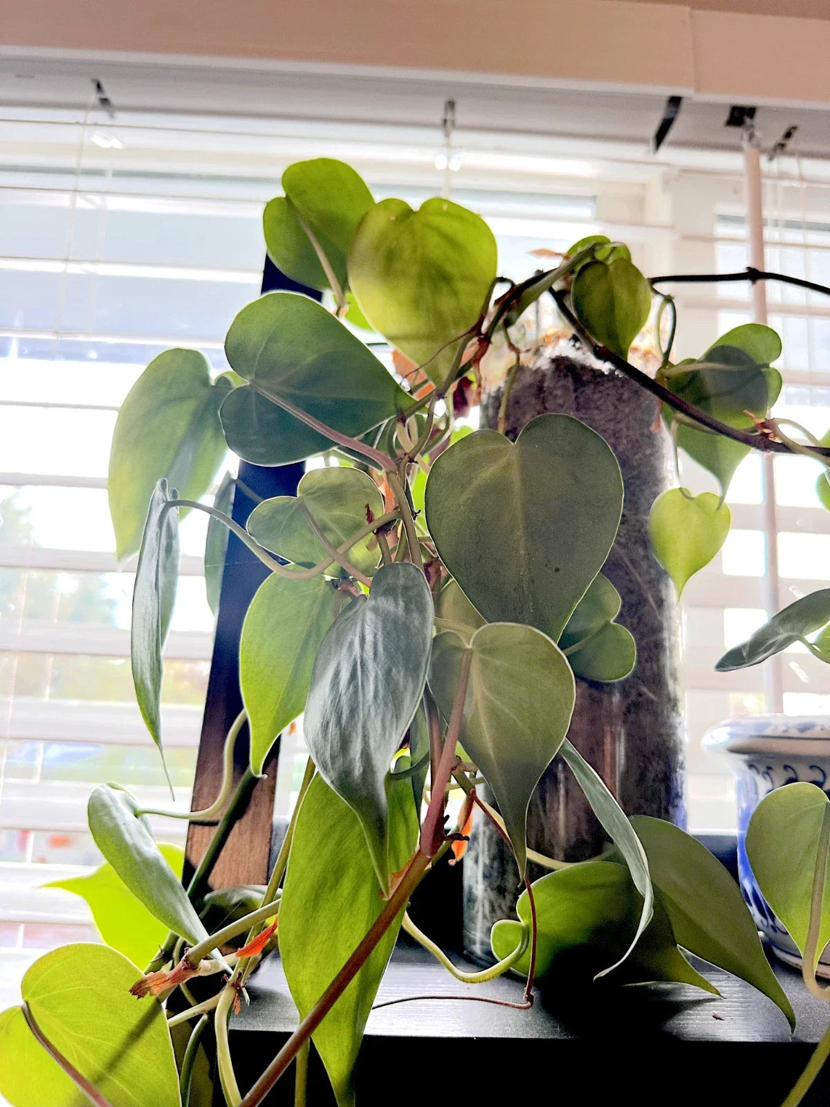 Heart Leaf Philodendron Cuttings - 10 Unrooted Cuttings - Philodendron hederaceum - Lush Green Indoor Houseplant