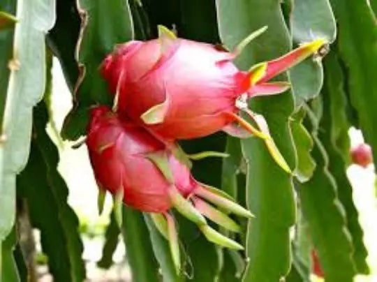 Organic Dragon Fruit Seeds - 30 Seeds - Edible Pitaya Cactus - Hylocereus spp. - Tropical Fruit Plant for Home Garden