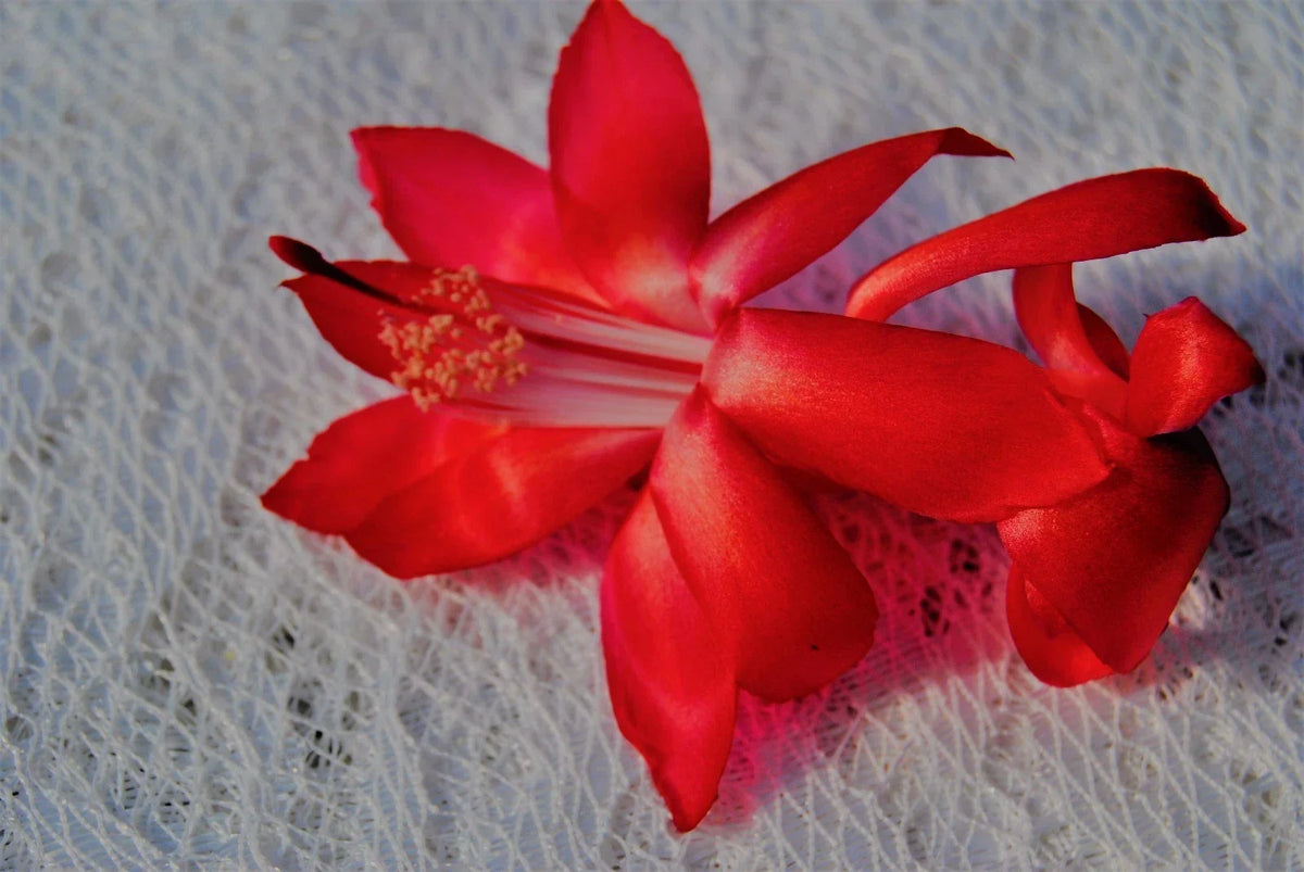 Christmas Cactus Starter Plant - 4-Inch Big Red Variety - Schlumbergera Truncata - Healthy Well-Rooted Indoor Succulent