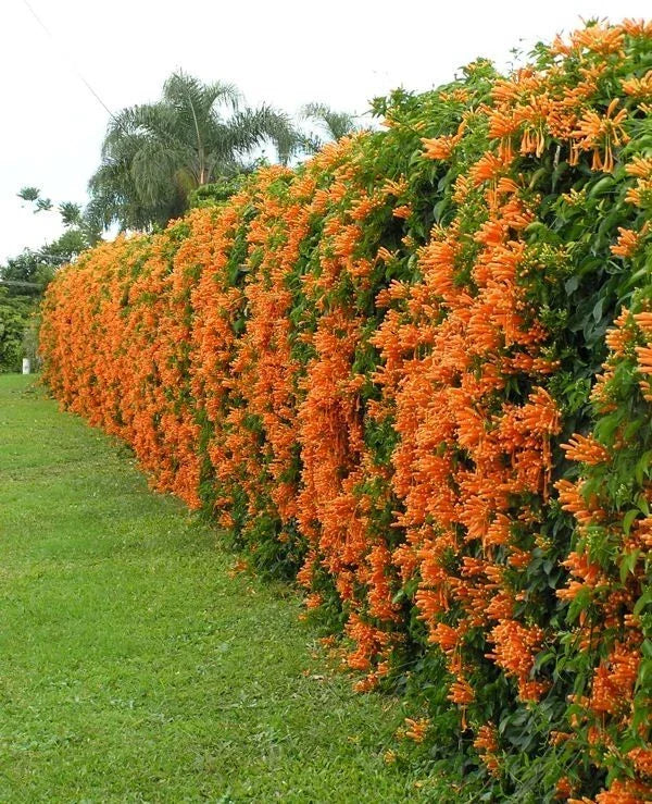 Phyrostegia Vine Starter Plant - Small Rooted - Florida Flame - Hummingbird Attracting - Phyrostegia venusta - Garden Essential