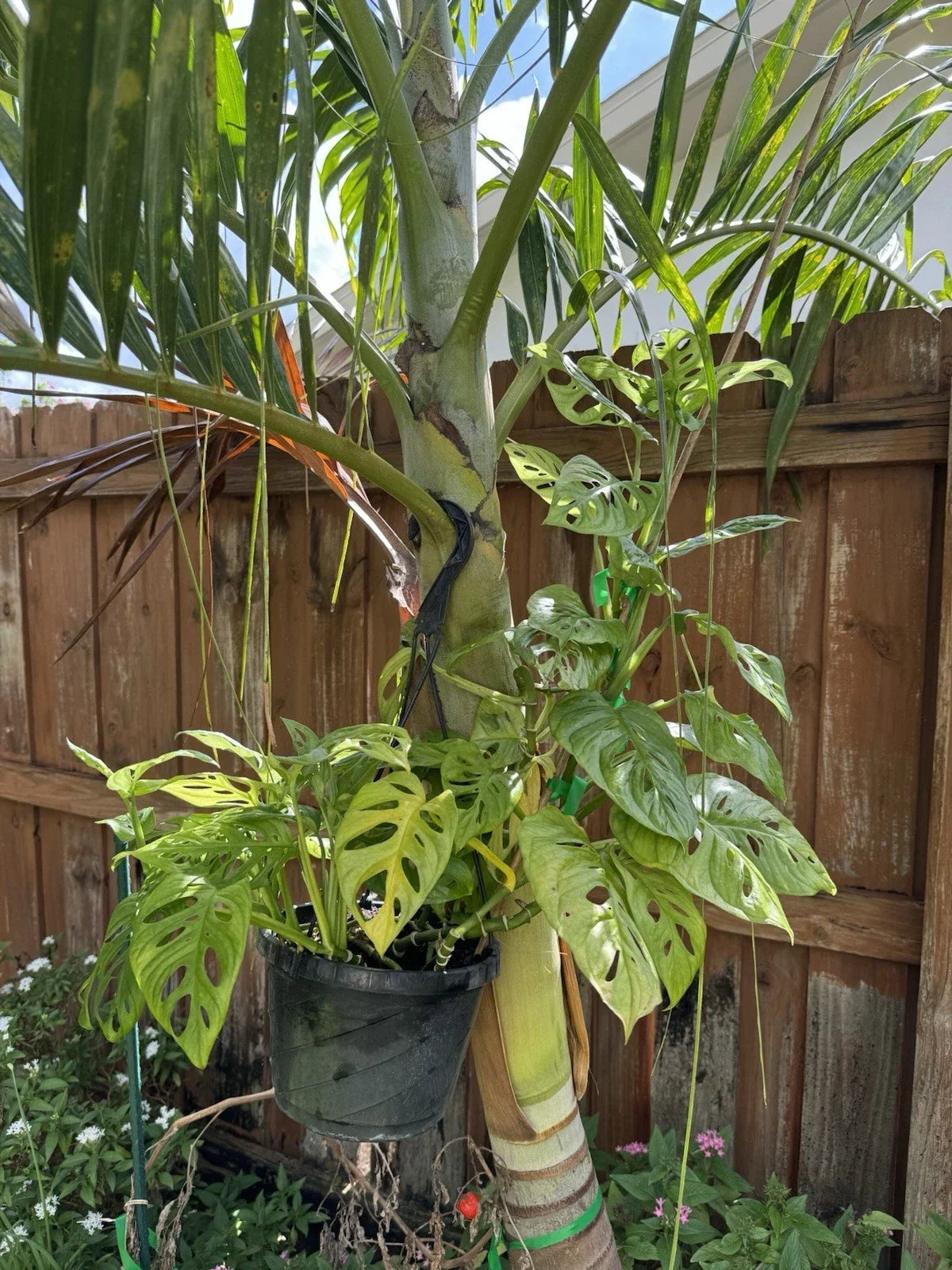 Monstera Plant Cutting - Rooted Swiss Cheese Variety - Monstera adansonii - Indoor Houseplant