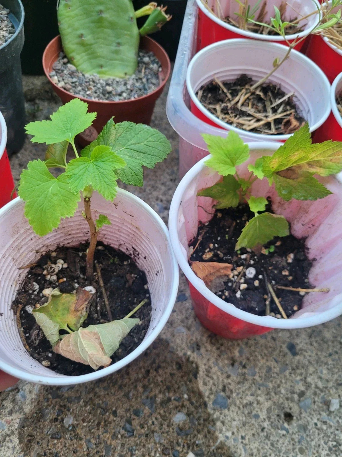 Black Currant Starter Plant Rooted Cutting Organic Ribes nigrum for Zones 3-8 - Sweet & Tart Berries for Your Garden