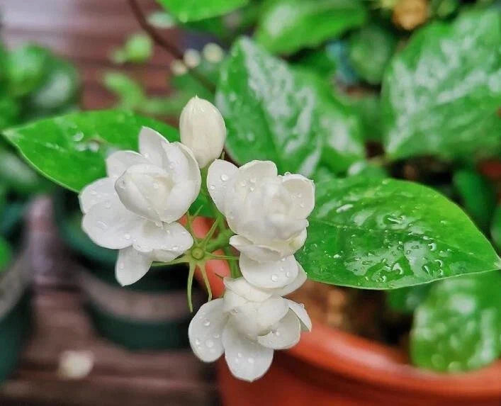 Jasmine Flower Seeds - 12 Seeds - Fragrant Variety - Jasminum spp. - Aromatic Garden Plants for Indoor & Outdoor Spaces