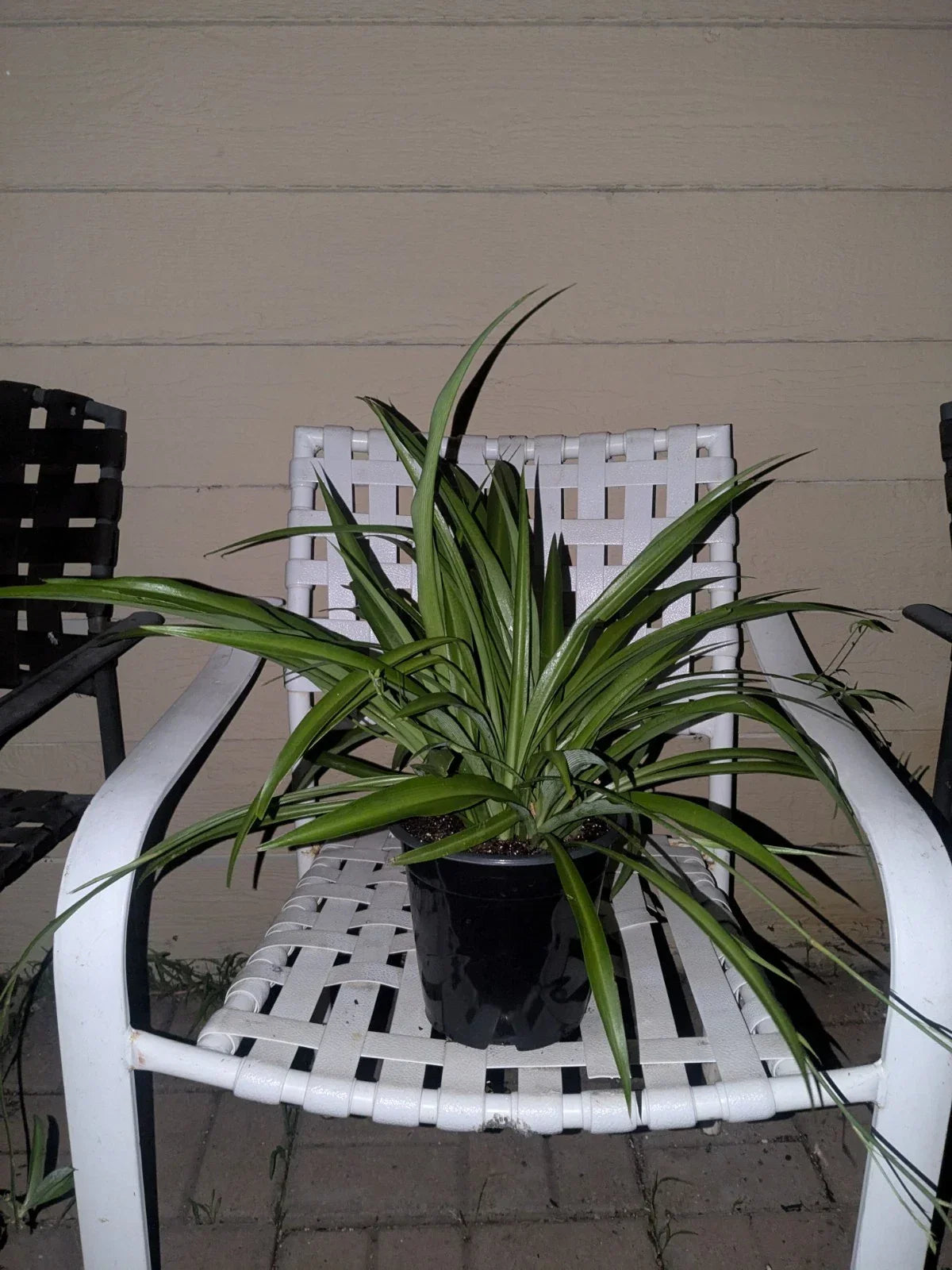 Rooted Spider Plant in Pot, Solid Green Indoor Plant, Chlorophytum comosum - Low Maintenance Live Houseplant