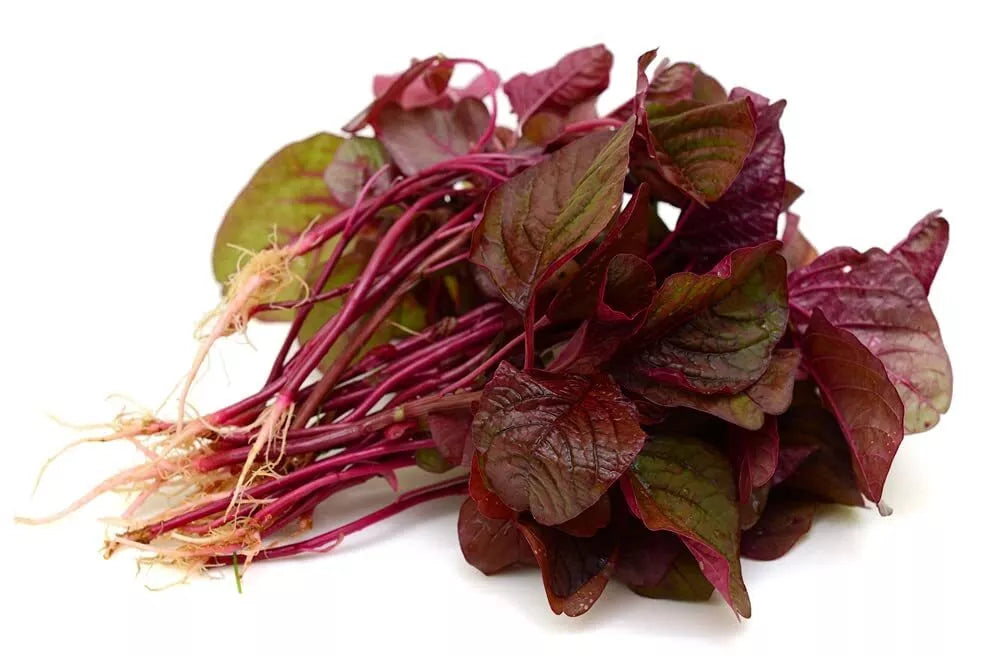 Red Spinach Seeds - 500+ Heirloom Seeds - Amaranthus cruentus - Fast Growing, Nutrient-Rich, Easy to Grow in Iowa