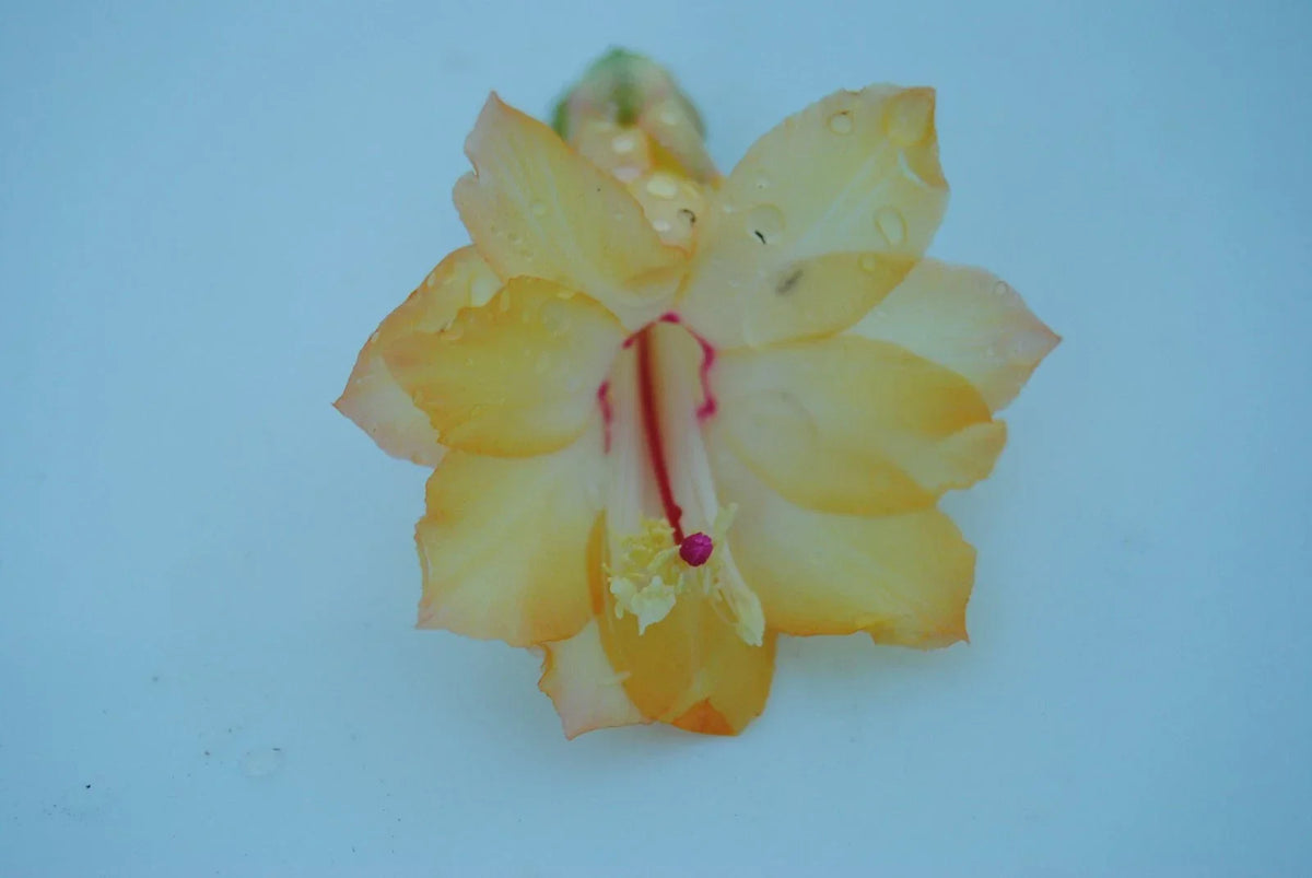 Christmas Cactus Starter Plant - Dutch Sun Variety - Schlumbergera Truncata - Healthy Well-Rooted Succulent Plant