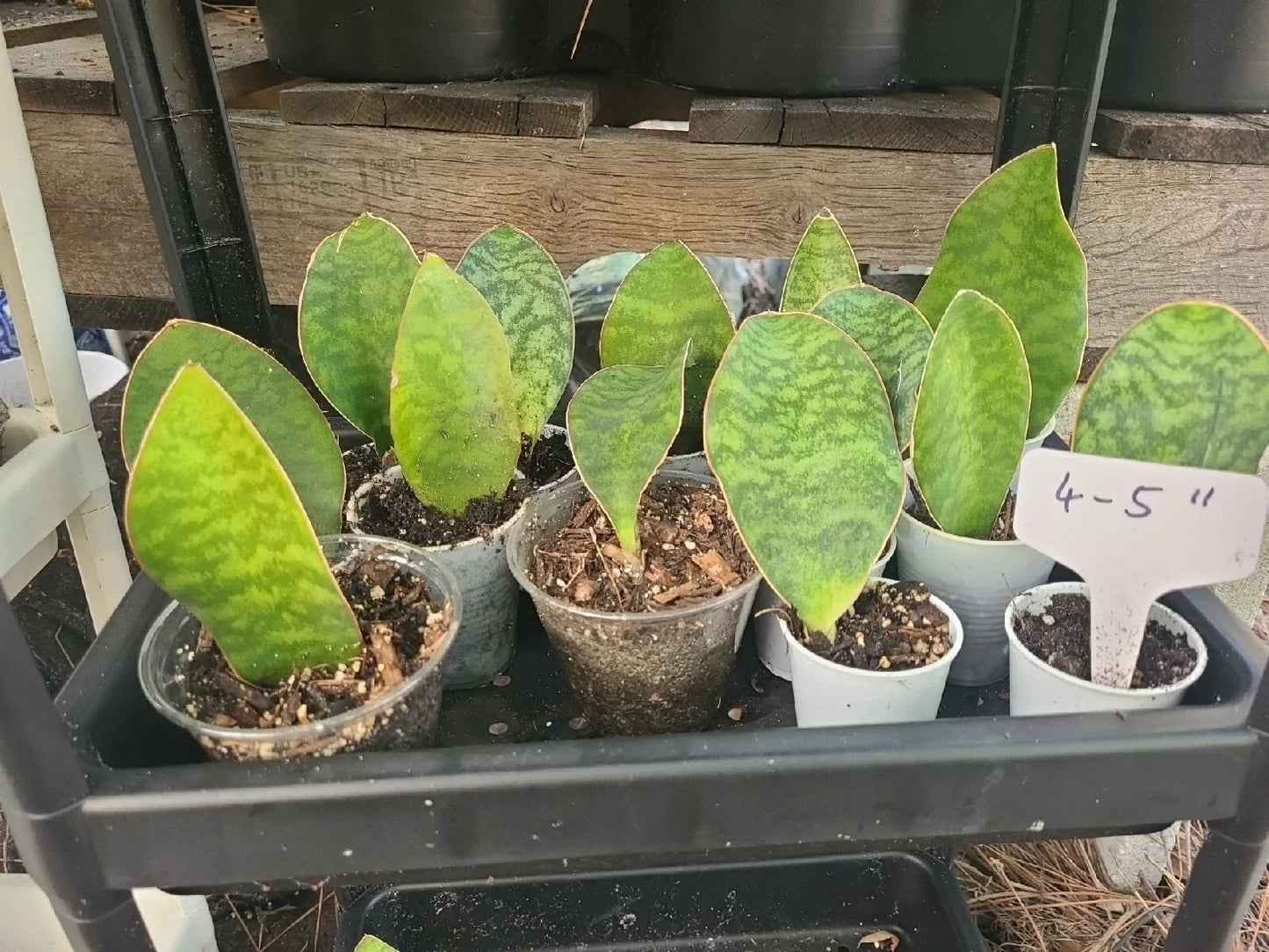 Baby Sansevieria Masoniana Whale Fin Snake Plant 4-5" Indoor Houseplant, Air Purifying, Easy Care, Pet Safe, Sansevieria Masoniana