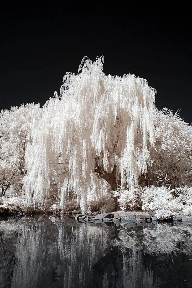 White Willow Tree Starter Plant - Silver Leaves - Salix alba - Shimmers in Sunlight and Moonlight - Low Maintenance Garden Tree