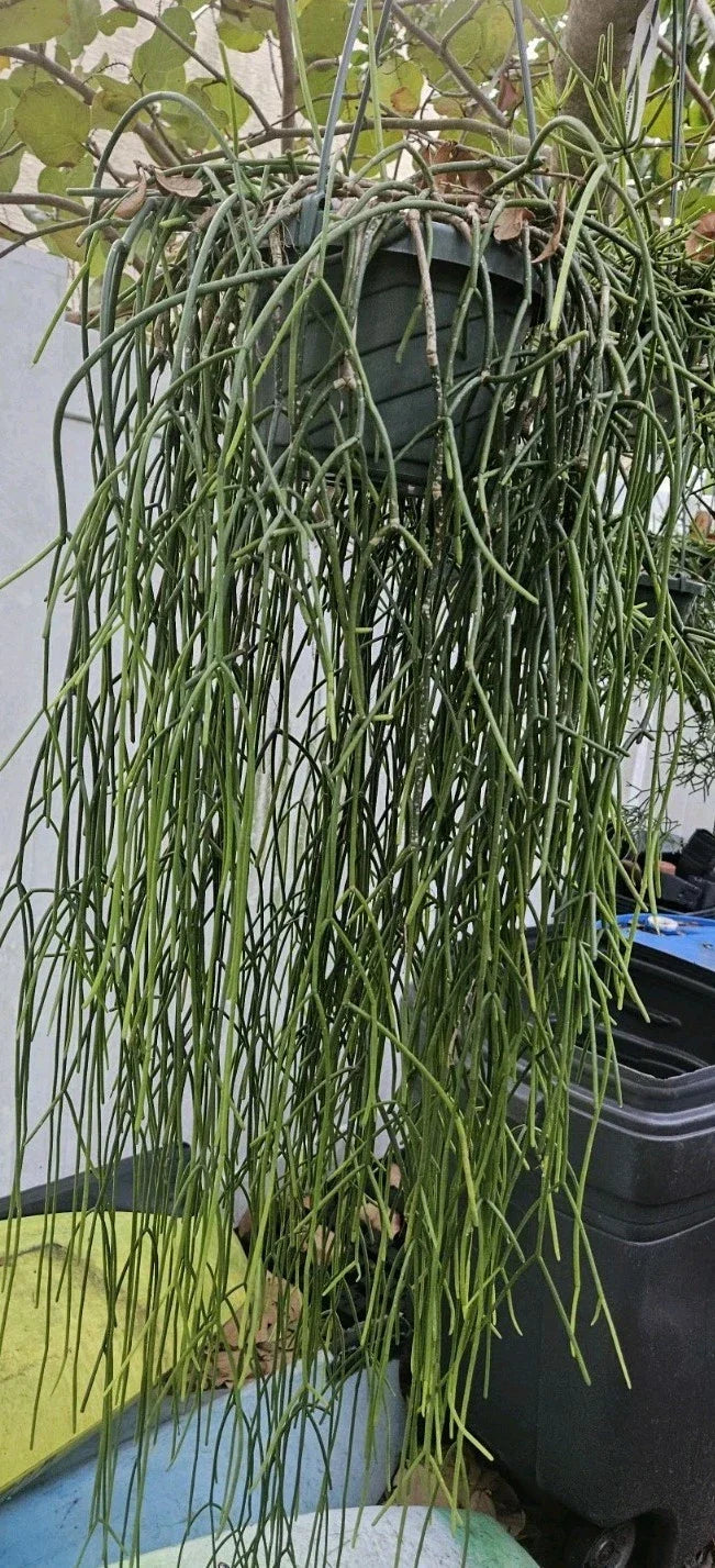 Rhipsalis Cuttings - 6 Epiphytic Cactus with White Blooms - Rhipsalis baccifera ssp. baccifera - Indoor Plant Propagation