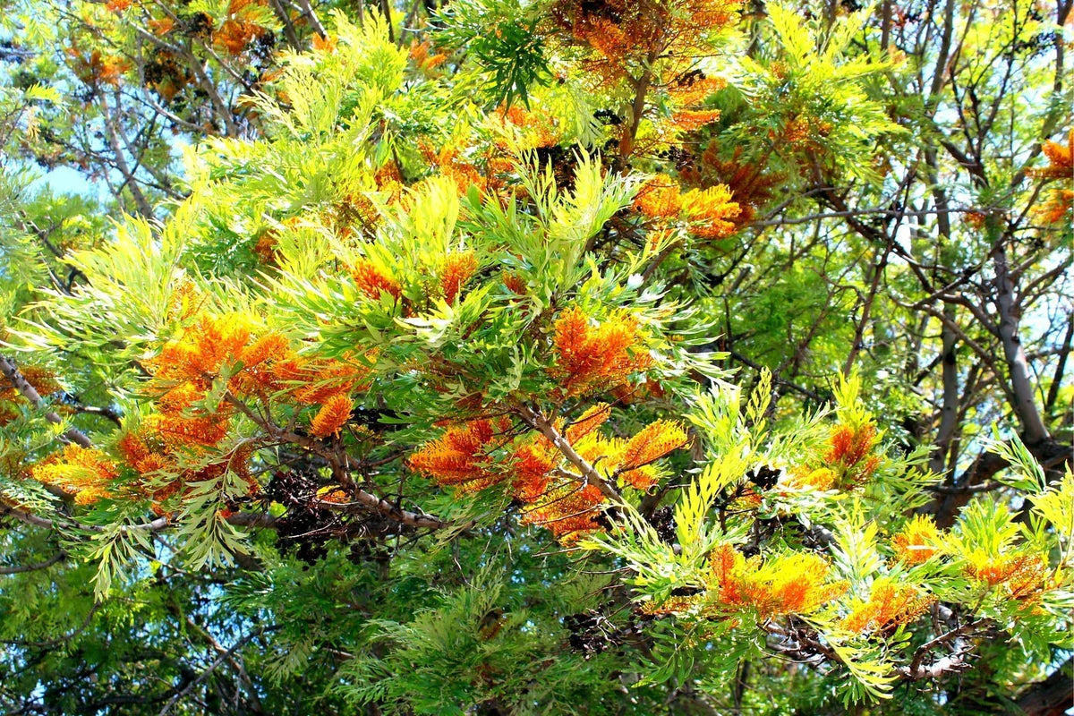 Silky Oak Tree Seeds 30 Pack - Grevillea robusta - Fast Growing Native Australian Seeds for Planting