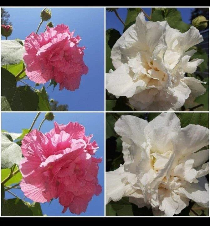 Cotton Rose Cuttings (4) - Color Changing Flowers - Hibiscus mutabilis - Easy to Grow, Attracts Pollinators, Garden Plant