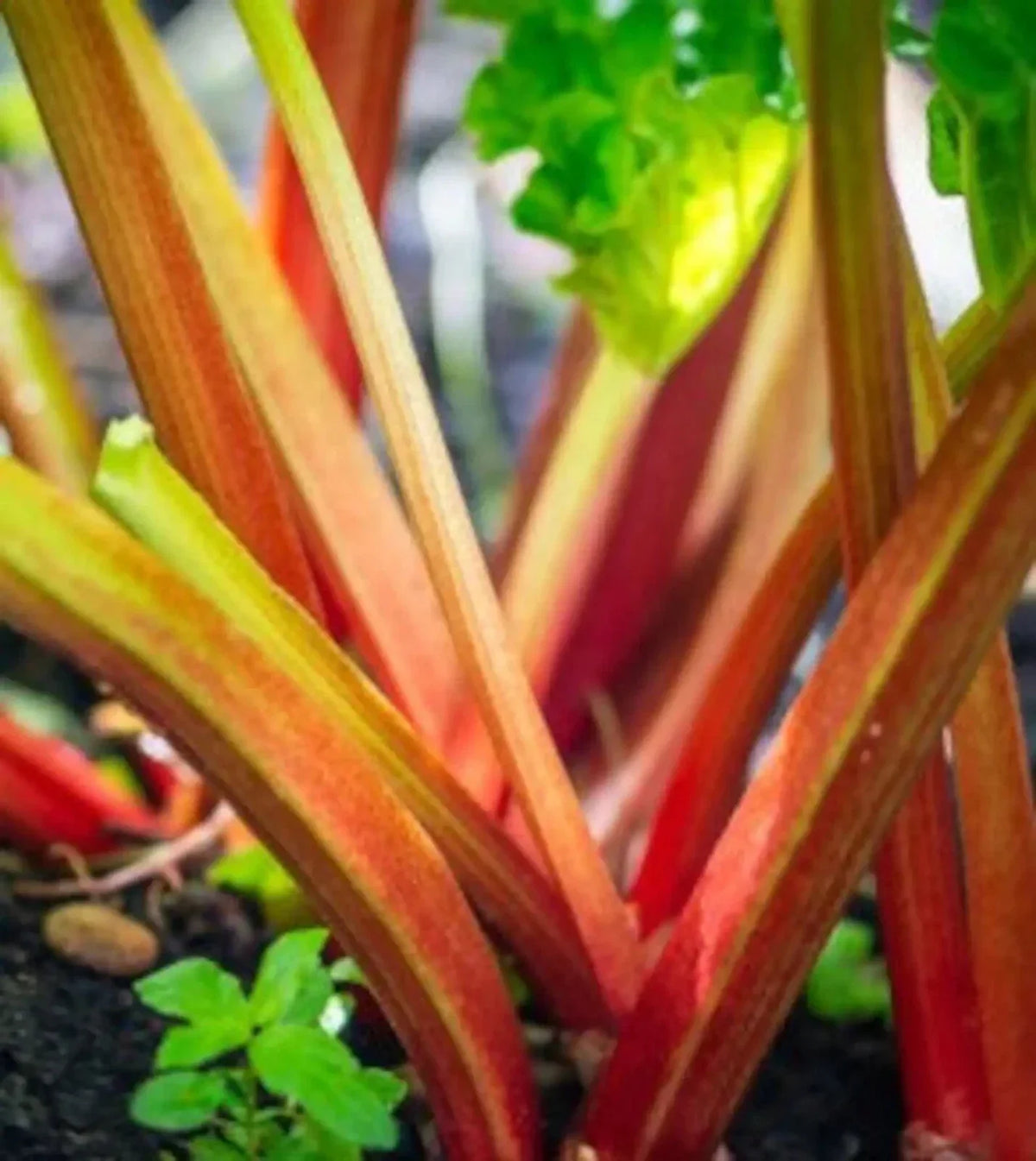 Victoria Rhubarb Seeds - 15 Heirloom Non-GMO Seeds for Gardening (Rheum rhabarbarum) - Tart Red Stalks, Perennial Vegetable