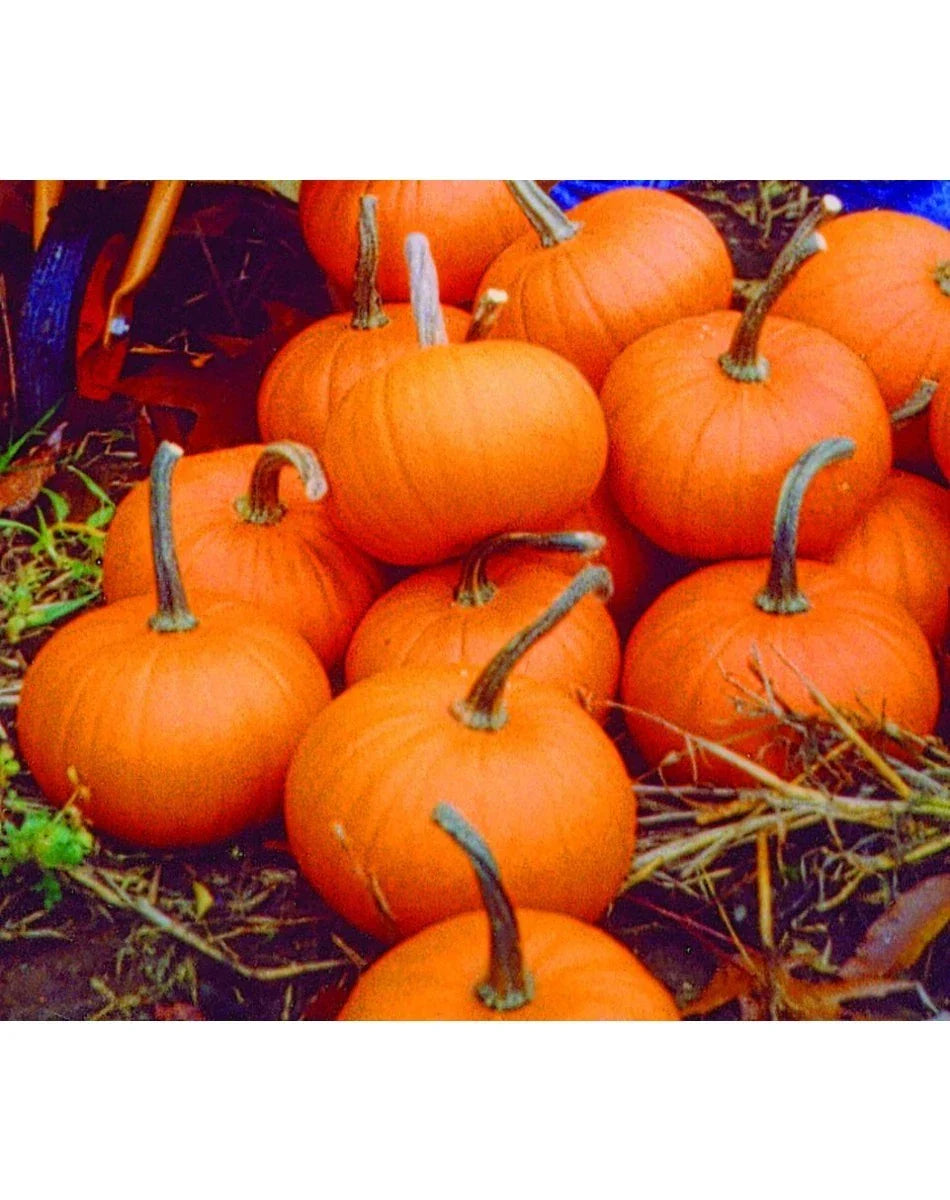 Baby Bear Pumpkin Seeds - 6 Inch Fruit - Ideal for Pies - Cucurbita pepo - High Yield, Easy to Grow, Compact Size