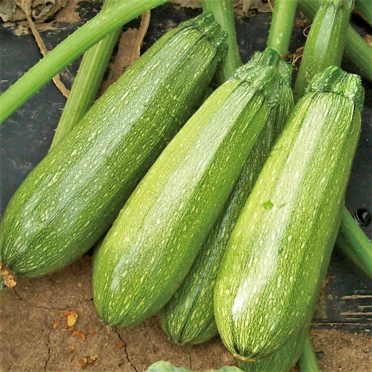Grey Zucchini Seeds | Mexican Gray Calabacita | Cucurbita pepo | Non-GMO Summer Courgette 2025 Harvest