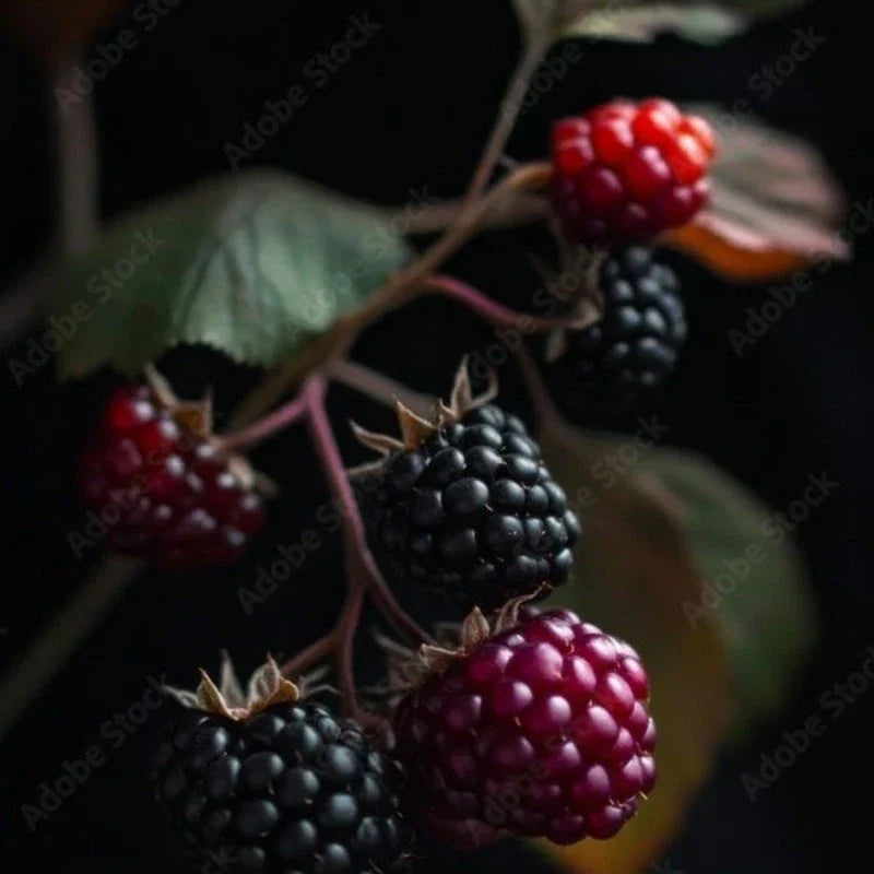 Apache Thornless Blackberry Live Plant - Quart Pot, Sweet Berries, Rubus fruticosus 'Apache' - Easy Care, Thornless Gardening Variety