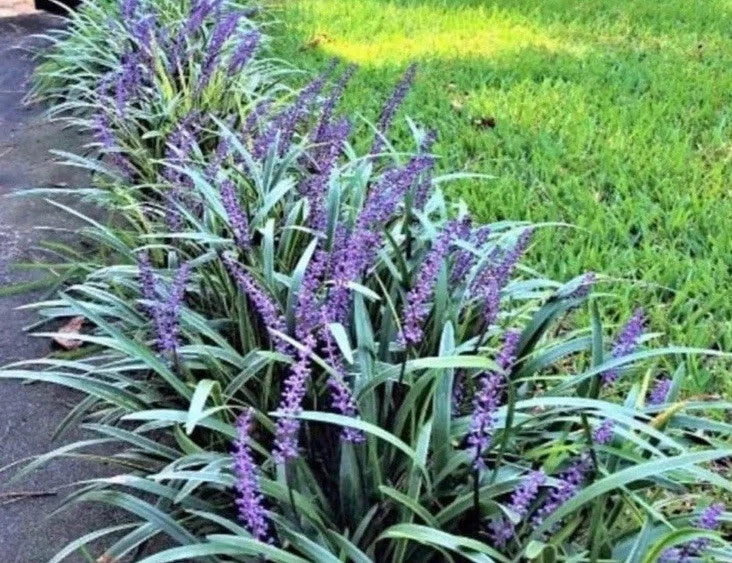 Monkey Grass Bare Root Plants, 50 Count, Big Blue Variety, Clumping Ground Cover, Liriope Spicata