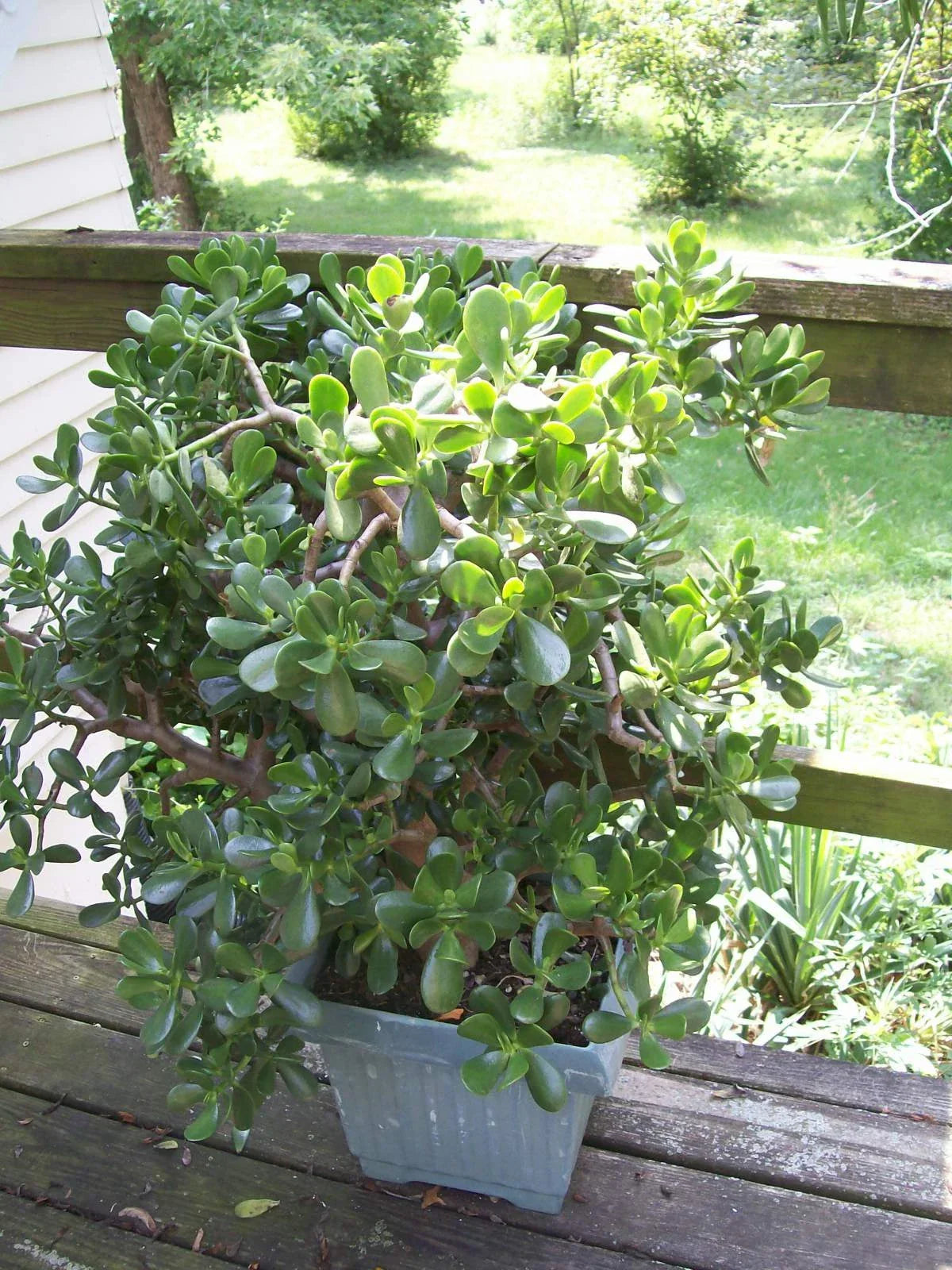 Jade Plant Starters 4-6" Rooted Cuttings Crassula ovata Easy Care Indoor Houseplant Succulent