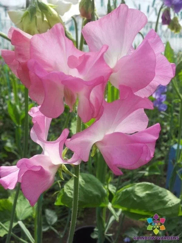 Aunt Jane Sweet Pea Seeds - 50+ Pack - Lathyrus odoratus - Non-GMO - USA Grown - Climbing Vine for Garden Planting